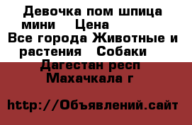 Девочка пом шпица мини  › Цена ­ 30 000 - Все города Животные и растения » Собаки   . Дагестан респ.,Махачкала г.